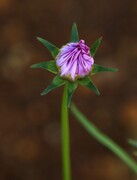 012【不老松：二游海南记实】格桑花与蜜蜂！