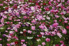 012【不老松：二游海南记实】格桑花与蜜蜂！