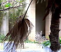 013【不老松：二游海南记实】在呼唤！在呐喊！