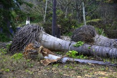 013【不老松：二游海南记实】在呼唤！在呐喊！