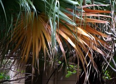 013【不老松：二游海南记实】在呼唤！在呐喊！