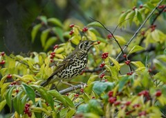 宝兴歌鸫（14）