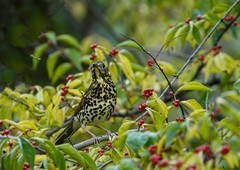 宝兴歌鸫（14）