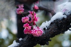 红梅傲雪（15）