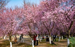 2026,初五游成都植物园2。