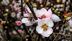 2026,初五游成都植物园2。