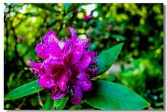 花色
