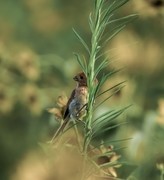 棕头鸦雀（六）