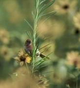 棕头鸦雀（六）