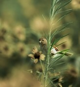 棕头鸦雀（六）