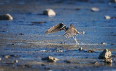 白腰草鹬（十八）