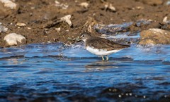 白腰草鹬（十八）