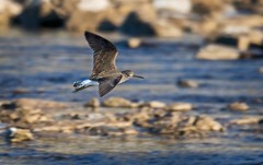 白腰草鹬（十八）