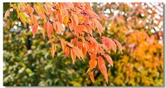 红叶流光（二）