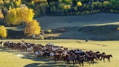 金秋乌兰布统——驹驰马奔（7）