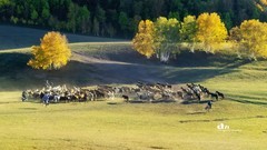 金秋乌兰布统——驹驰马奔（7）