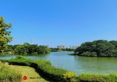 海珠湖的秋天。。。。。。