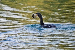 冬季——明湖鸬鹚