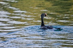 冬季——明湖鸬鹚