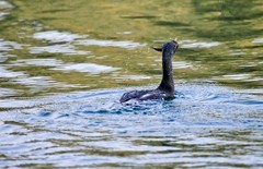 冬季——明湖鸬鹚