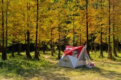 冬景随拍（三）