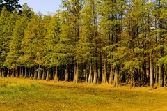 冬景随拍（三）