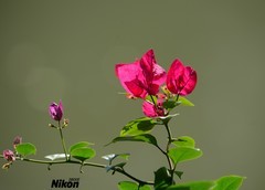 河边的三角梅。