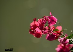 河边的三角梅。