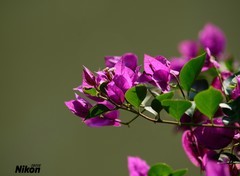 河边的三角梅。