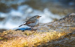 红尾水鸲（二十）