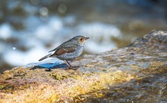 红尾水鸲（二十）