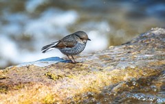 红尾水鸲（二十）