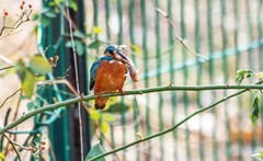 小翠鸟（二十五）