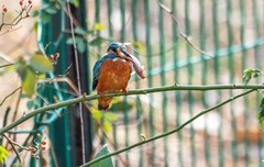 小翠鸟（二十五）