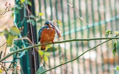 小翠鸟（二十五）