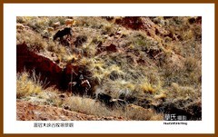 温宿大峡谷牧场景观—2023西行游记（新疆206）阿克苏