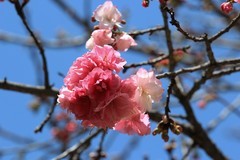 拍摄花卉一（1101）