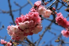 拍摄花卉一（1101）