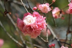 拍摄花卉一（1101）