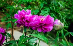 国色天香牡丹花（九）