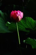 荷花 2026 — 2