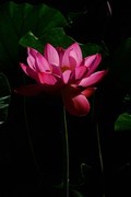 荷花 2026 — 2