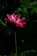 荷花 2026 — 2