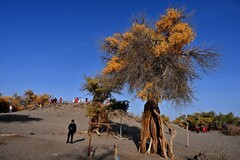 额济纳胡杨林景区（1）