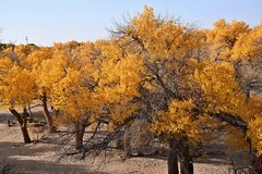 额济纳胡杨林景区（1）