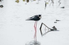 鸟中仙子---黑翅长脚鹬（三）
