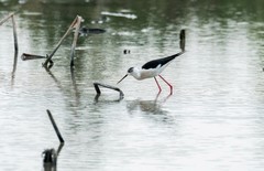 鸟中仙子---黑翅长脚鹬（三）