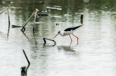 鸟中仙子---黑翅长脚鹬（三）