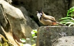 公园的红耳鹎 （16）