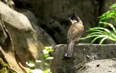 公园的红耳鹎 （16）